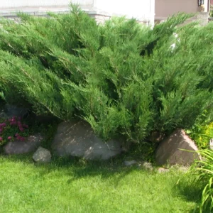 Можжевельник Хикси