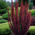 Барбарис Ред Пиллар