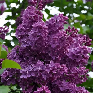 Сирень Сумерки