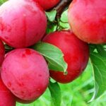 Алыча Кубанская Комета