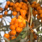 Облепиха сортовая, десертная