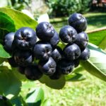 Рябина черноплодная