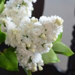 Сирень Память о Колесникове