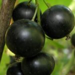 Смородина Селеченская черная
