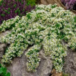 Астра вересковая Сноу Флури