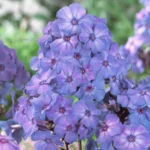 Флокс метельчатый Голубой кристалл