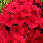 Флокс метельчатый Ред Герл