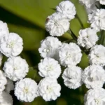 Тысячелистник Маршмеллоу