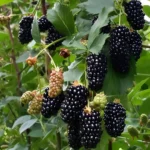 Ежевика Блек Бутте (Бьюти)