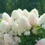Гортензия метельчатая Геркулес