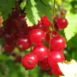 Смородина красая Ред Лайк